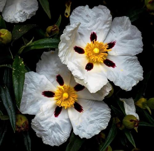 Aceite Esencial Rockrose Orgánico Puro 5 mL miniatura 5