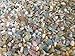 Moss Agate Chips – Natural Mini Moss Agate Stones, Crushed Undrilled Moss Agate, Semi-Tumbled Genuine Moss Agate (1/8 lb)