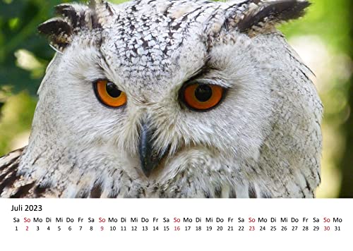 Edition Seidel Eulen Premium Kalender 2023 DIN A3 Wandkalender 