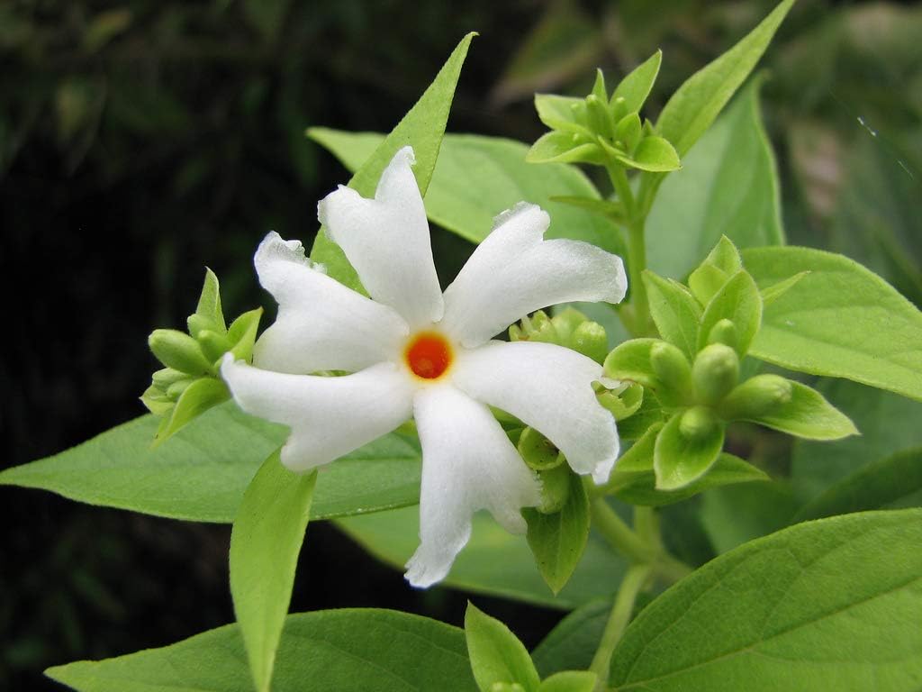 Coral Jasmine Seeds-Siuli Flower Seeds -Parijat Flower Tree Seeds -Night Flower - Pack Of - 10 Seeds