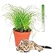 Produktbild Yukio Samenhaus - 20pcs Katzengras Ungiftige Zimmerpflanzen für Katzen Zyperngras Cyperus zumula pflegeleicht Ziergras immergrün Blumensamen winterhart mehrjährig