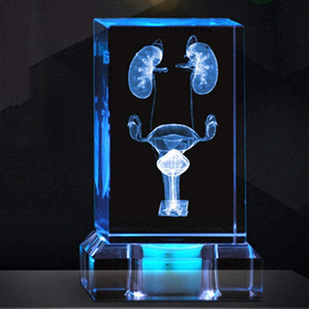 Ludzki Żeński Układ Moczowy, Anatomiczny Model, Struktura Kryształu 3D, Model Anatomiczny Do Prezentacji W Szpitalu Naukowym, Dydaktyczny