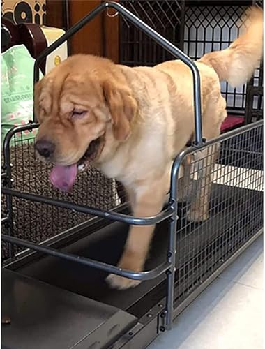 Dog Treadmill Build Quality and Safety Features