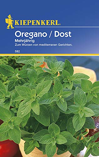 Preisvergleich Produktbild Kiepenkerl Oregano Stauden-Dost mehrjährig