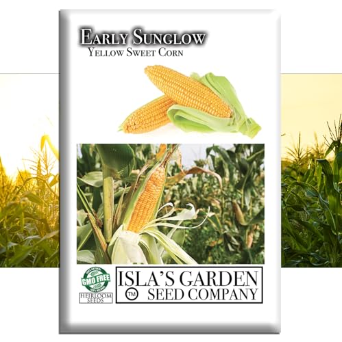 Early Sunglow Yellow Sweet Corn Seeds (Zea mays) –...