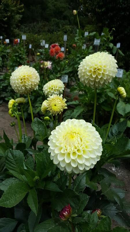 Ritz Farming® Dahlia pom pom vearty flower seeds | Dahlia lite yellow flower seeds for Home pots | all Season Flowering seeds for Home And Kitchen Gardening pack of 40-50 seeds (B0C3VNWYMZ) Amazon Price History, Amazon Price Tracker