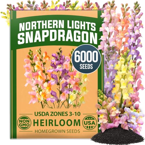 HOME GROWN Northern Lights Snapdragon Seeds (~6 000) Lavender Pink Peach & Yellow Pastel Mix Flower Seeds Cool Season Cut Flowers Heirloom Non-GMO Antirrhinum majus for Beds Borders & Bouquets