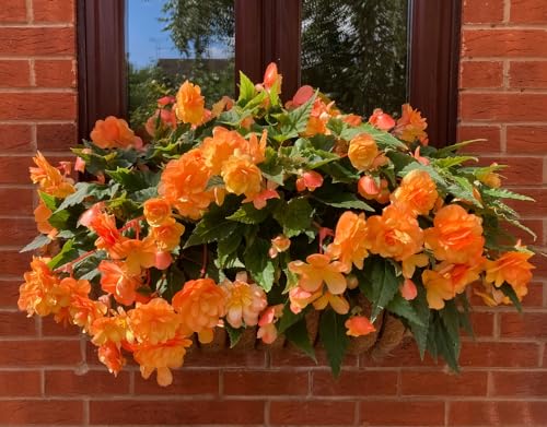 Orange Begonia Flower Bulbs for Planting - Great for Pots, Containers and Hanging Baskets (3 Bulbs) Orange Begonia Flower Bulbs for Planting - Great for Pots, Containers and Hanging Baskets (3 Bulbs)