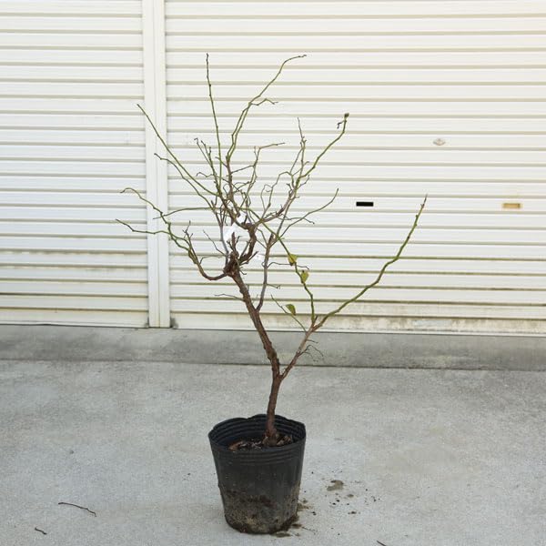 Amazon.co.jp: 庭木：雲竜梅（うんりゅうばい）（白梅）* 樹高：約