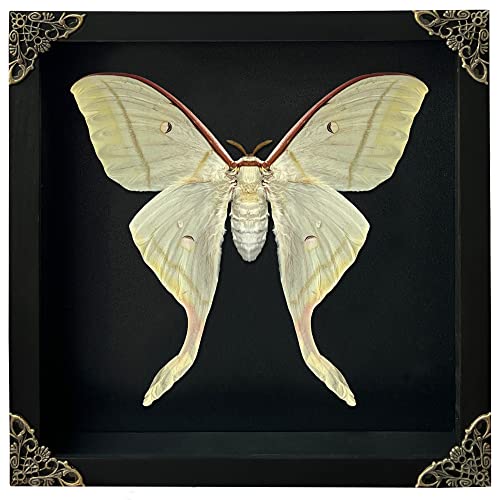 vinatimes Real Framed Luna Moth Black Handmade Wooden Shadow Box Dried Bug Unique Entomology Specimen Oddities Taxidermy Tabletop Wall Hanging Decoration Artwork Living Reading Gallery K22-33-DE