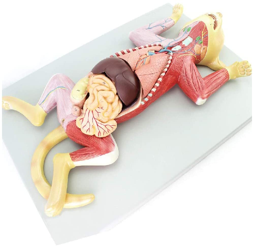 Buy Fotrsta Cat Anatomical Model, 3D Visual Cat Anatomical Model Kit
