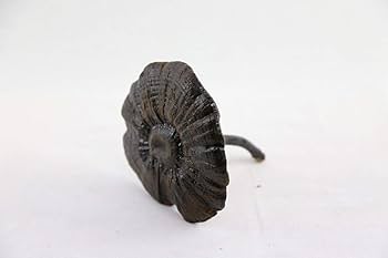 Amazon.co.jp: サルノコシカケ/天然 チベット黒霊芝 （マンネンタケ