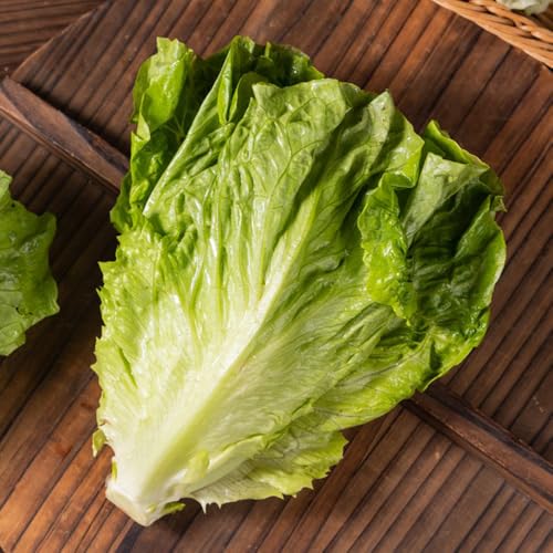 semillas de lechuga de hoja, semillas de lechuga, semillas de hortalizas Plantas de hortalizas y hierbas aromáticas Plantas para lugares soleados semillas de hierbas de 120pcs