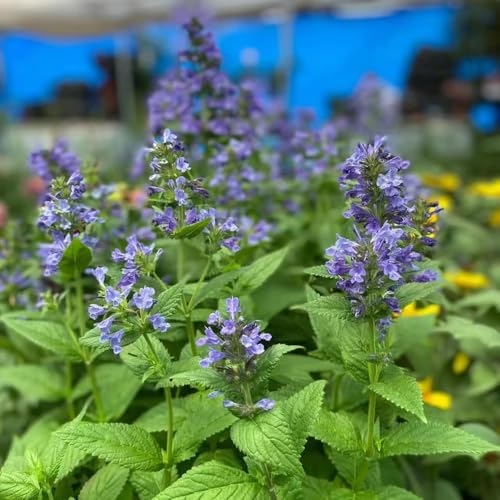 semillas gatera de primavera jardín perennes resistentes, semillas techo verde silvestres 120pcs