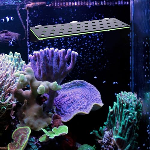 Support à corail fluorescent ERINGOGO acrylique 32 trous