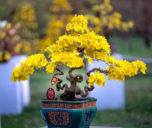 Apricot Bonsai Tree Seeds for Planting - 5 Seeds -