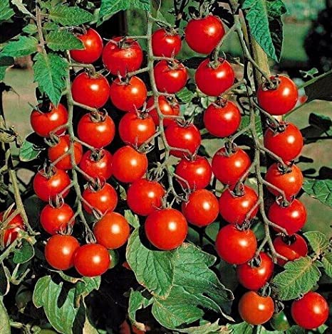 PlantaZee Outdoor Tomato Tree Plants (B09KPPPQF5) Amazon Price History, Amazon Price Tracker