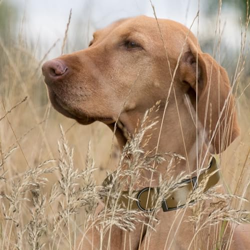 Image of Dogline Biothane Waterproof Dog Collar Strong Coated Nylon Webbing with Black Hardware Odor- Proof for Easy Care Easy to Clean High Performance Fits Small Medium or Large Dogs, Coyote Brown