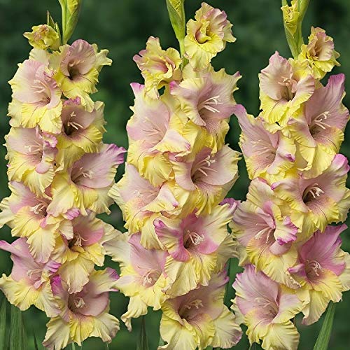 球根 グラジオラスの人気商品 通販 価格比較 価格 Com