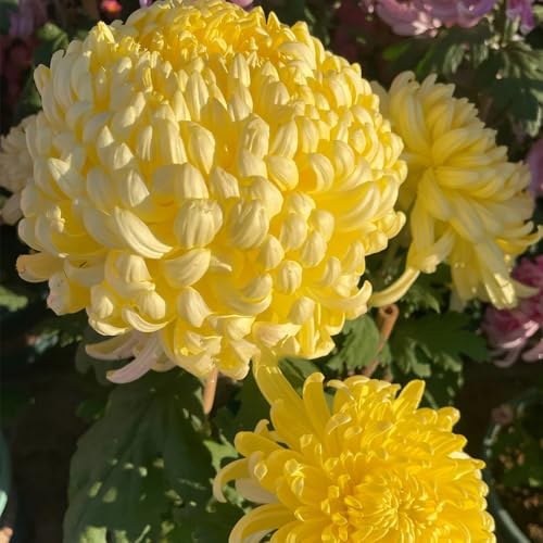 semillas de crisantemo resistentes - crisantemo - cubierta perenne resistente raras, decoración de sala estar, macizo 600pcs