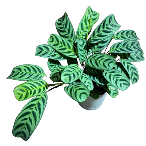 PLANTVERS Calathea Burle Marx in a 6” Self Watering