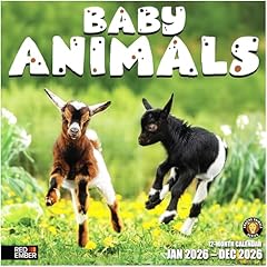 01 Baby Animals