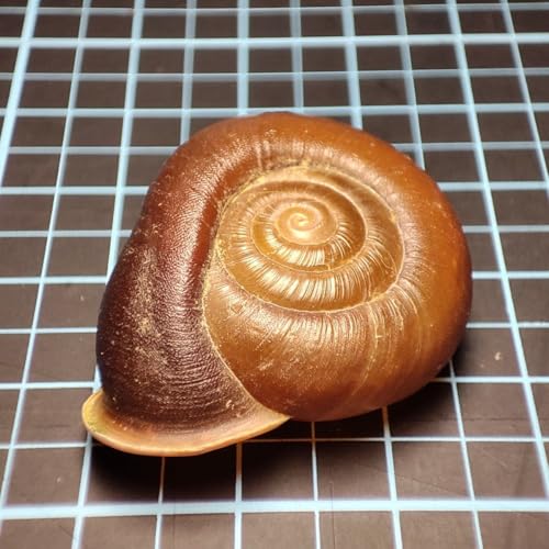 �� ���� �L �W�{ Stegodera angusticollis �����W�� 28mm ���� �F