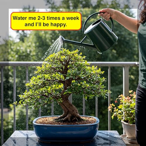 Image of Abana Homes 9-Year-Old Live Chinese Elm Bonsai Plant With Ceramic Pot | Easy To Maintain Unique Design Small Bonsai Tree for Indoor, Outdoor, Living Room, Office Desk, Balcony, Home Decor and Gifting