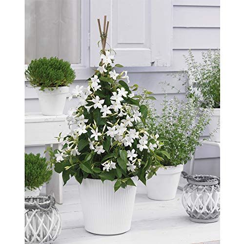White Flower Patio Plant Evergreen Climber Perfect for Growing in Pots with a Bright and Cheerful Colour, 1 x White Mandevilla Plant in 10.5cm Pot by Thompson and Morgan