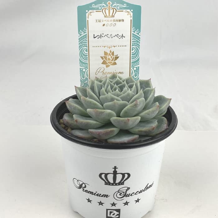 Amazon.co.jp: 多肉植物 エケベリア レッドベルベット 9cm ポット