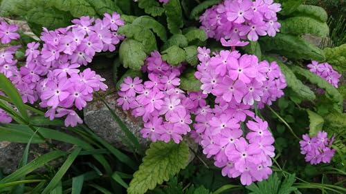 Sumpfprimel dunkelrosa, Rosen Primel, Primula Rosea - winterhart