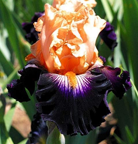 Stunning Bearded Iris Roots/Bulbs Garden Beauty Rebloom Dutch Iris Bulb Multiply Rapidly Beauty Rebloom Iris Bulbs Home Balcony Bonsai (4 Bulbs)