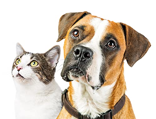 Image of Small World Greetings Dog and Cat Greeting Cards 12 Pack Blank Inside with Envelopes - A2 Size (5.5 inchx4.25 inch) - Pet Lover Gift, Birthday, Thank You, Thinking of You - Made in USA