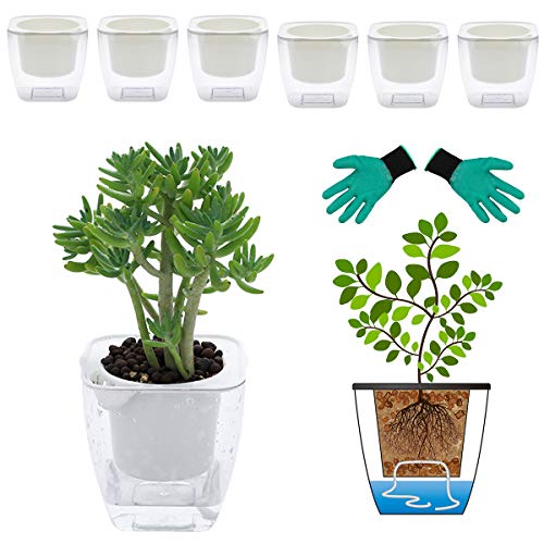 Best Pots For Carnivorous Plants Where to Buy? CarnivorousPlant.info