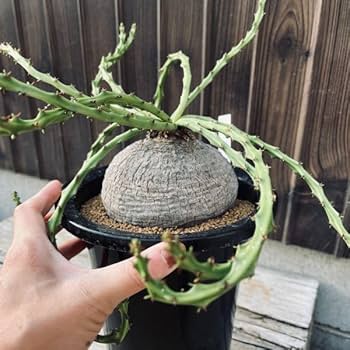 Amazon｜遊恵盆栽 コーデックス：ユーフォルビア デシドゥア 蓬莱島