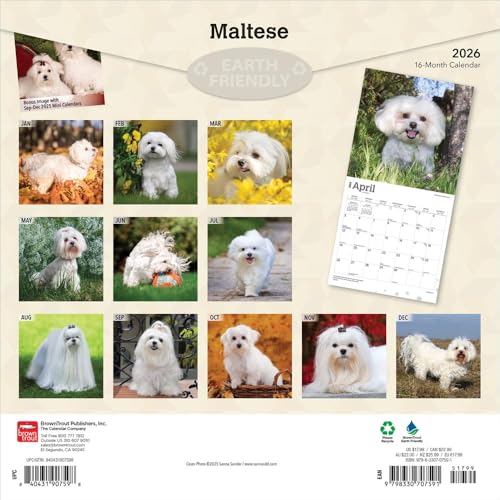 Maltese | 2026 12 x 24 Inch (Hanging) Monthly Square Wall Calendar | Plastic-Free | BrownTrout | Animals Small Dog Breeds - image 2
