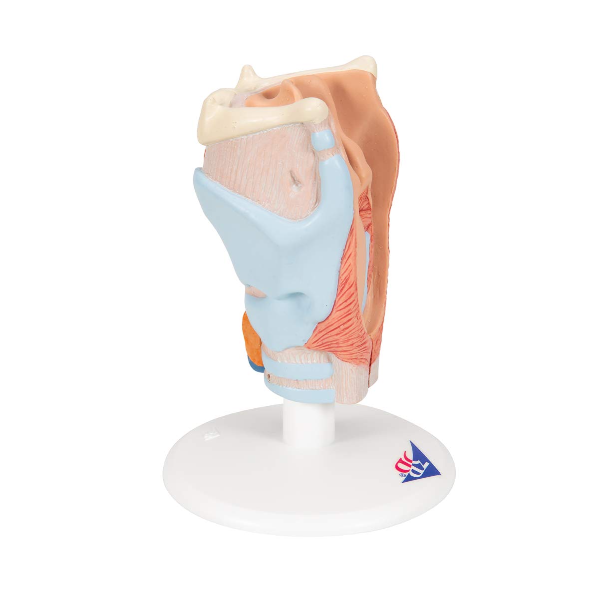 3B Scientific G22 Modello di Anatomia Umana Laringe, in 2 Parti + software gratuito di anatomia - 3B Smart Anatomy