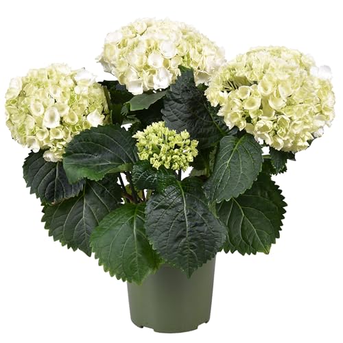 Hortensia Blanca en Maceta Arbusto Ornamental Natural Ideal para Espacios Verdes