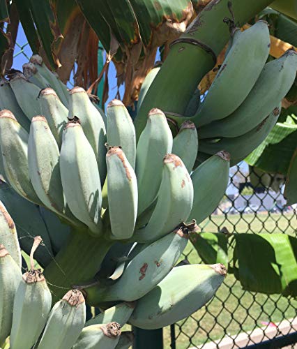 Ice Cream Banana Plant - Live Banana Tree"Ice Cream" Rare Banana Plant