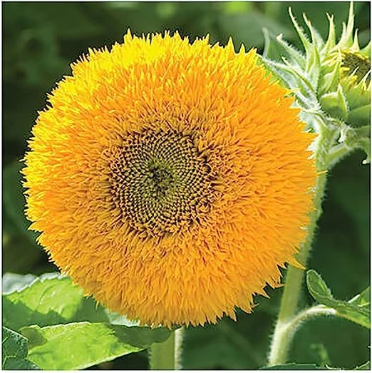 Image of Low Maintenance Hybrid Flower Seeds Combo Pack- All Year Flower Seeds Supply (5 VARIETIES SUNFLOWER COMBO)