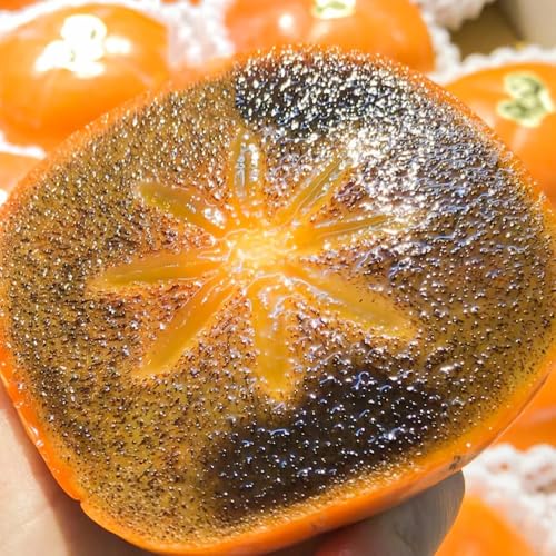 diospyros digyna semillas de caqui negro, para lugares soleados budín de chocolate con zapote negro - caqui resistente - 50pcs