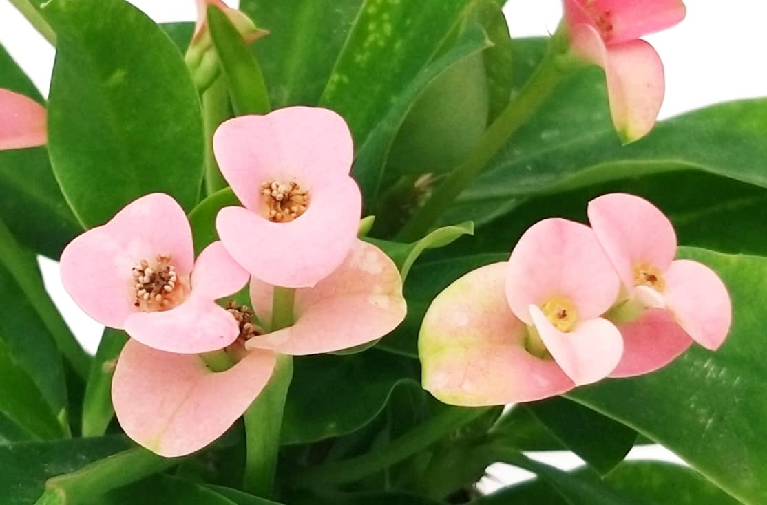 POWERS TO FLOWERS – Euphorbia Vulcana Bianca In Vaso Ceramica Nero A Righe – Set Di 3 Piante Vere Con Omaggio