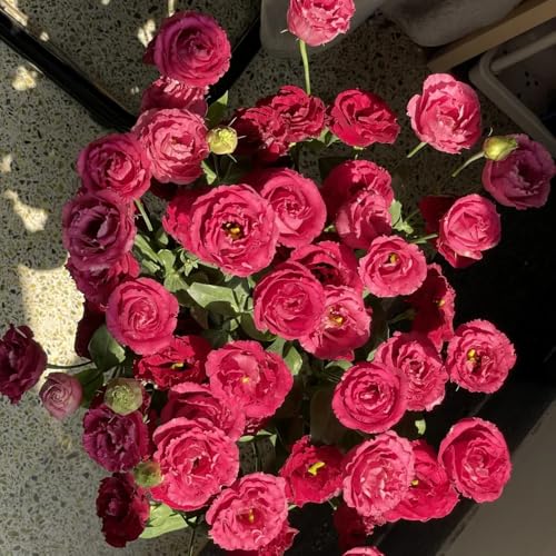 Semillas de Lisianthus, Decoración de sala de estar raras para lugares soleados semillas de exóticas 350pcs