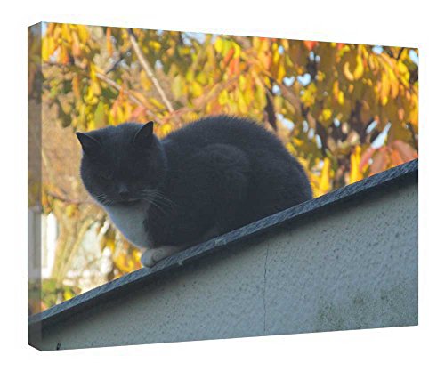 Toile de chat d'automne encadrée bois pour une ambiance cosy