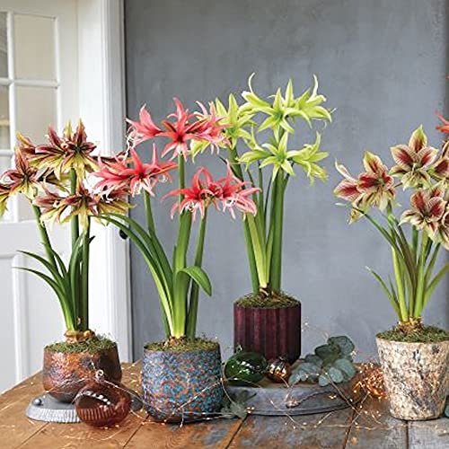 Image of Kraft Seeds Amaryllis Lily Flowering Bulbs (Multicolor, 11 Bulbs) | Fragrant Flower Plants Seeds for Home Gardening | Bulbs for Indoor Home Decor | Flowering Bulbs | Fresh Seeds for Flower Pots