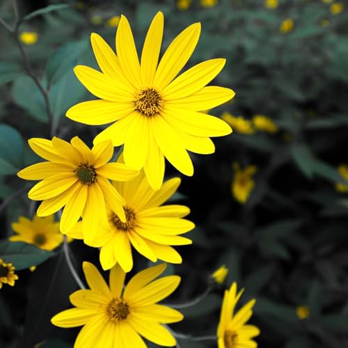 topinambur jardín de de interior jardín interior primavera balcón resistentes comprar semillas semillas variedades 18pcs