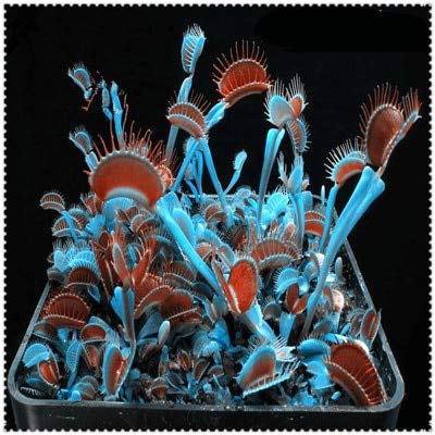 150 pezzi in vaso Insettivori Seed clip gigante Venere acchiappamosche per la casa Giardino: 15:Seeds