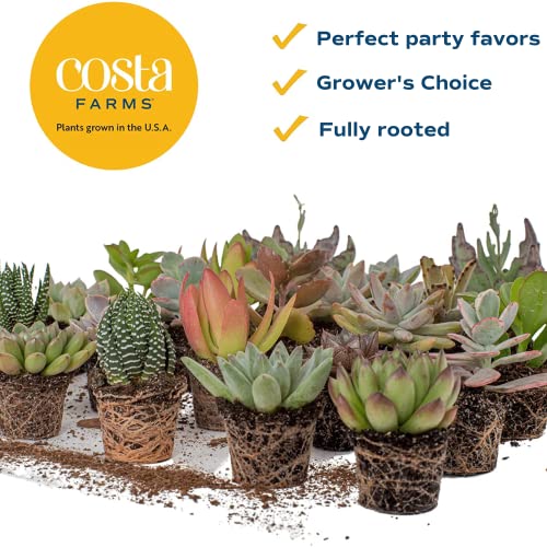 Costa-Farms-Succulents-6-Pack-Live-Mini-Succulent-Plants-Growers-Choice-Live-Houseplants-Potted-in-Nursery-Plant-Pots-Potting-Soil-Gift-for-Bulk-Baby-Shower-Bridal-Shower-DIY-Room-Decor 513nqeANA0L