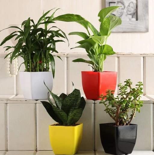 ARYANA ENTERPRISES Good Lucky Money plants combo indoor