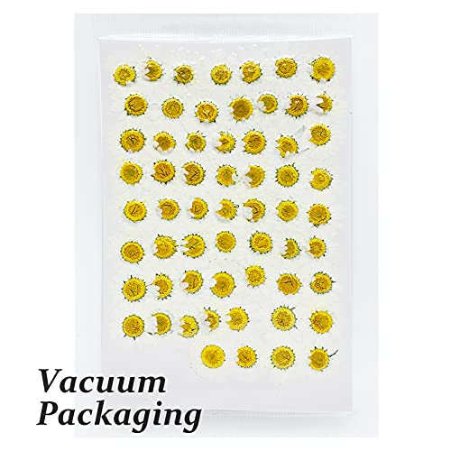 Flores Secas Prensadas HEISENLIN 60PCS Margarita Blanca miniatura 3